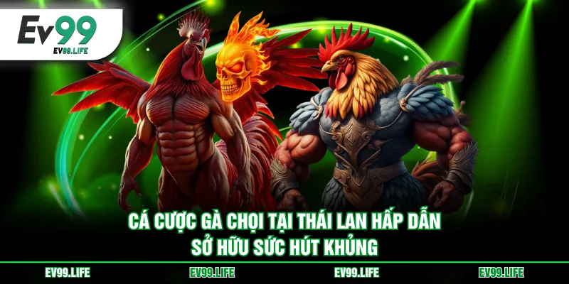 Cá cược gà chọi tại Thái Lan hấp dẫn sở hữu sức hút khủng
