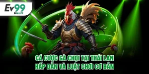 Cá Cược Gà Chọi Tại Thái Lan Hấp Dẫn Và Luật Chơi Cơ Bản