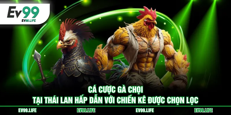 Cá cược gà chọi tại Thái Lan hấp dẫn với chiến kê được chọn lọc