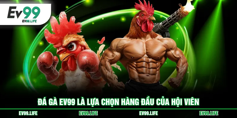 Đá gà EV99 là lựa chọn hàng đầu của hội viên