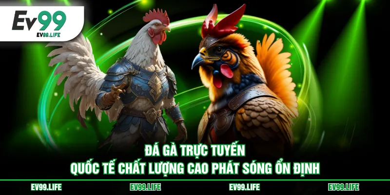 Đá gà trực tuyến quốc tế chất lượng cao phát sóng ổn định
