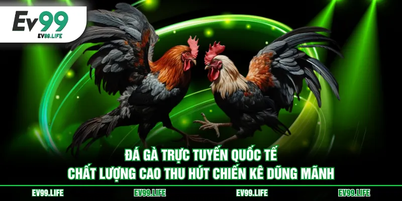 Đá gà trực tuyến quốc tế chất lượng cao thu hút chiến kê dũng mãnh