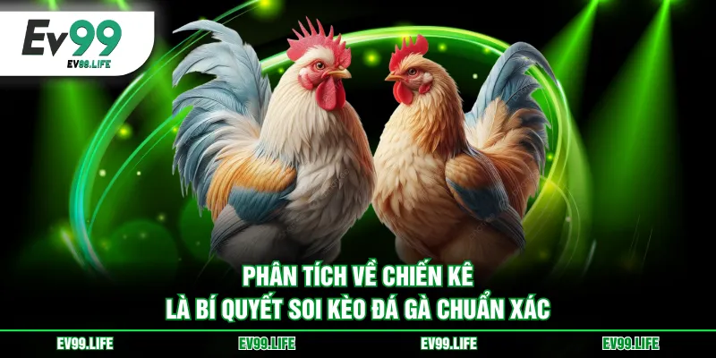 Phân tích về chiến kê là bí quyết soi kèo đá gà chuẩn xác