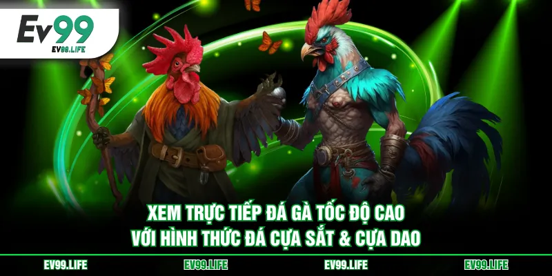 Xem trực tiếp đá gà tốc độ cao với hình thức đá cựa sắt & cựa dao
